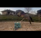 &Agrave; vendre ponette D 