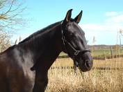 Jument dressage Pure Race Espagnole 5 ans