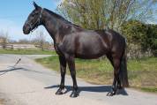 Jument dressage Pure Race Espagnole 5 ans