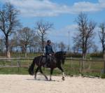 Jument dressage Pure Race Espagnole 5 ans