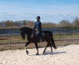 Jument dressage Pure Race Espagnole 5 ans