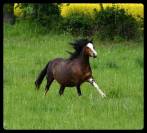 MALE CROISEMENT PONEY x CHEVAL