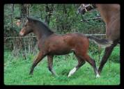 MALE CROISEMENT PONEY x CHEVAL