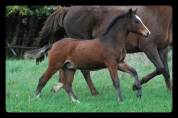 MALE CROISEMENT PONEY x CHEVAL