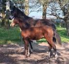 MALE CROISEMENT PONEY x CHEVAL