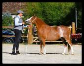 MALE CROISEMENT PONEY x CHEVAL - Quite Easy x Welsh A