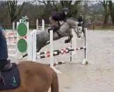 Minoss de Lalande pfs 4 ans hongre