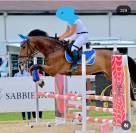 Vendo castrone sella italiano del 2009