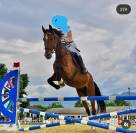 Vendo castrone sella italiano del 2009