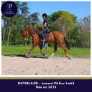 Jolie jument 5 ans bon coup de saut