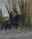 Jument de dressage 7 ans 