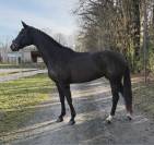 Jument de dressage 7 ans 