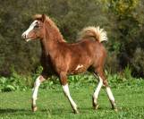 Welsh Type Cob Section C pp m&acirc;le, n&eacute; 2025