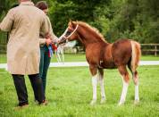 Welsh Type Cob Section C pp m&acirc;le, n&eacute; 2025