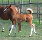 Welsh Type Cob Section C pp m&acirc;le, n&eacute; 2025