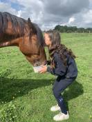 Jument Trotteuse baie