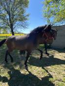 Pouliche Lusitanienne PP 