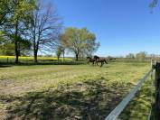 Pouliche Lusitanienne PP 