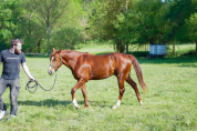 Oakland Rock Star &mdash; Pouliche Appaloosa x Quarter Horse