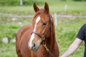 Oakland Rock Star &mdash; Pouliche Appaloosa x Quarter Horse