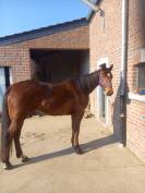 Hongre 1m70 6ans tr&egrave;s gentil