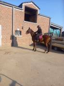 Hongre 1m70 6ans tr&egrave;s gentil