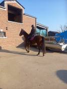 Hongre 1m70 6ans tr&egrave;s gentil