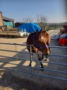 Hongre 1m70 6ans tr&egrave;s gentil