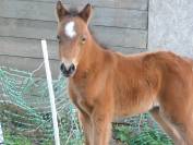 Pouliche Welsh part bred 