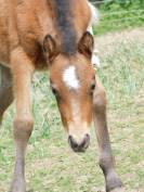 Pouliche Welsh part bred 