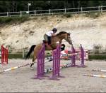 Hongre Selle Fran&ccedil;ais de 10 ans 