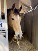 Hongre Selle Fran&ccedil;ais de 10 ans 