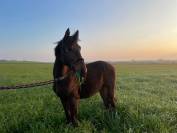 Poulain de 2 ans BWP