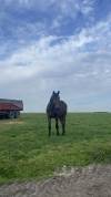 Poulain castr&eacute; 2 ans BWP