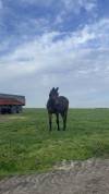 Poulain castr&eacute; 2 ans BWP
