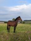 Potro BWP Caballo de Sangre Belga En venta 2024 Bayo por FOREVER D'ARCO TER LINDEN