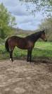 Jument 11 ans