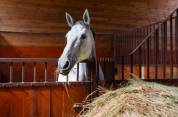 Stud farm  tarn