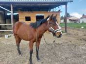MAVERICK WOODY BERRY - Poulain Quarter horse 