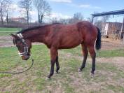 MAVERICK WOODY BERRY - Poulain Quarter horse 