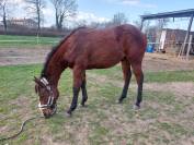 MAVERICK WOODY BERRY - Poulain Quarter horse 