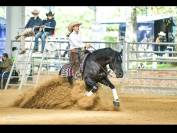 MAVERICK WOODY BERRY - Poulain Quarter horse 