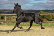 Magnifique jument Frison 1M70