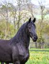 Magnifique jument Frison 1M70