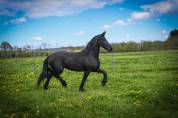 Magnifique jument Frison 1M70