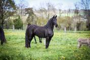 Magnifique jument Frison 1M70