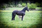 Magnifique jument Frison 1M70