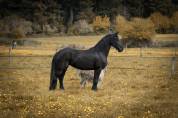 Magnifique jument Frison 1M70
