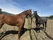 Magnifique jument 5 ans pour poulini&egrave;re
