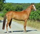 Poulini&egrave;re Akhal t&eacute;k&eacute;